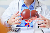 Modell einer Leber, dahinter sitzt eine Person mit Arztkittel und Stethoskop